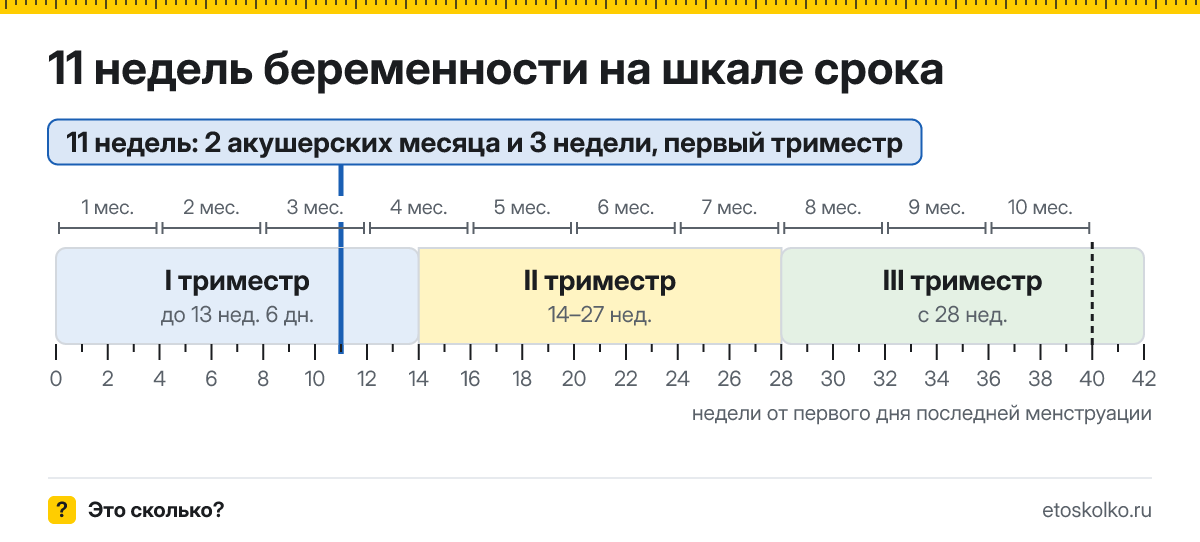 11 недель беременности это сколько месяцев и какой триместр