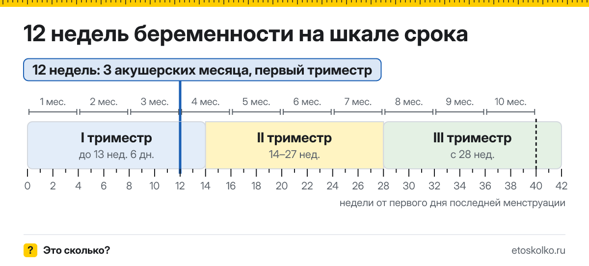 12 недель беременности это сколько месяцев и какой триместр