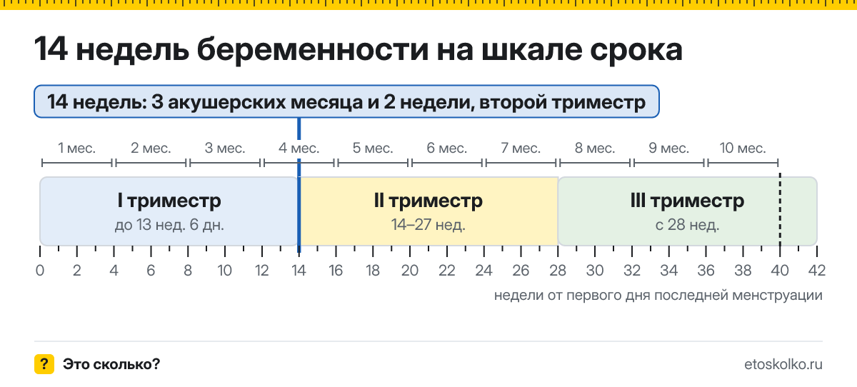 14 недель беременности это сколько месяцев и какой триместр