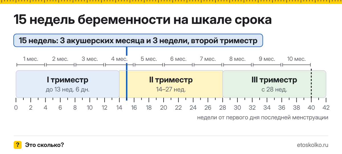 15 недель беременности это сколько месяцев и какой триместр
