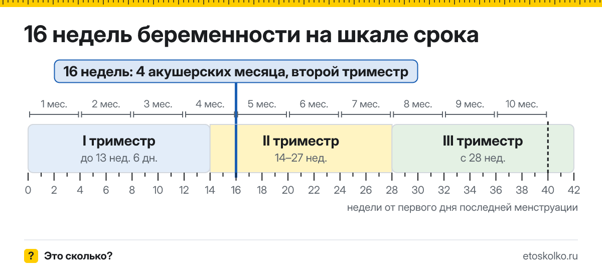 16 недель беременности это сколько месяцев и какой триместр