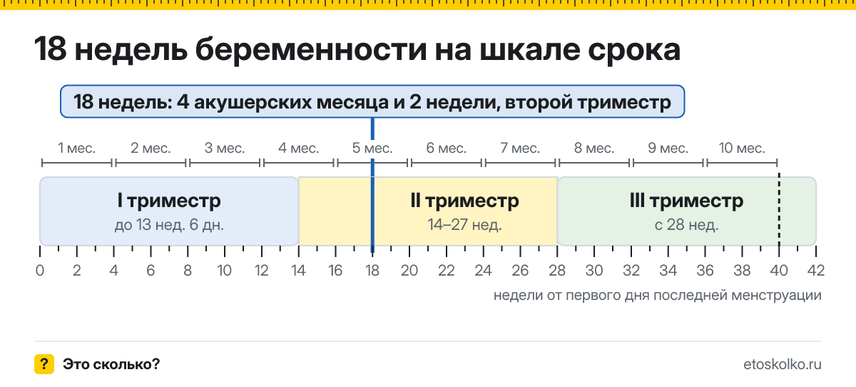 18 недель беременности это сколько месяцев и какой триместр