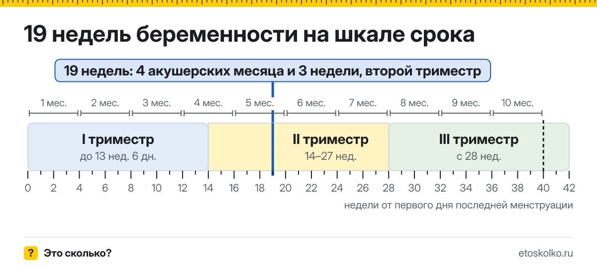 19 недель беременности это сколько месяцев и какой триместр