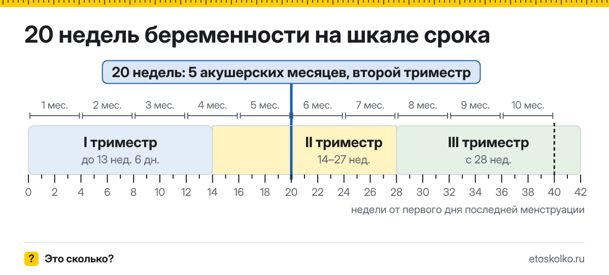 20 недель беременности это сколько месяцев и какой триместр