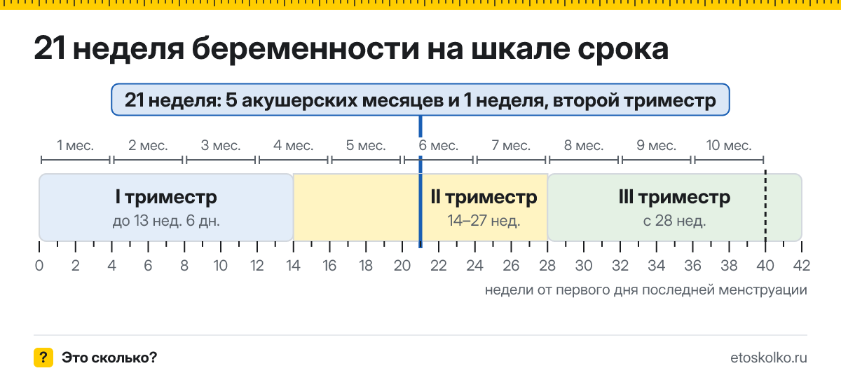 21 неделя беременности это сколько месяцев и какой триместр