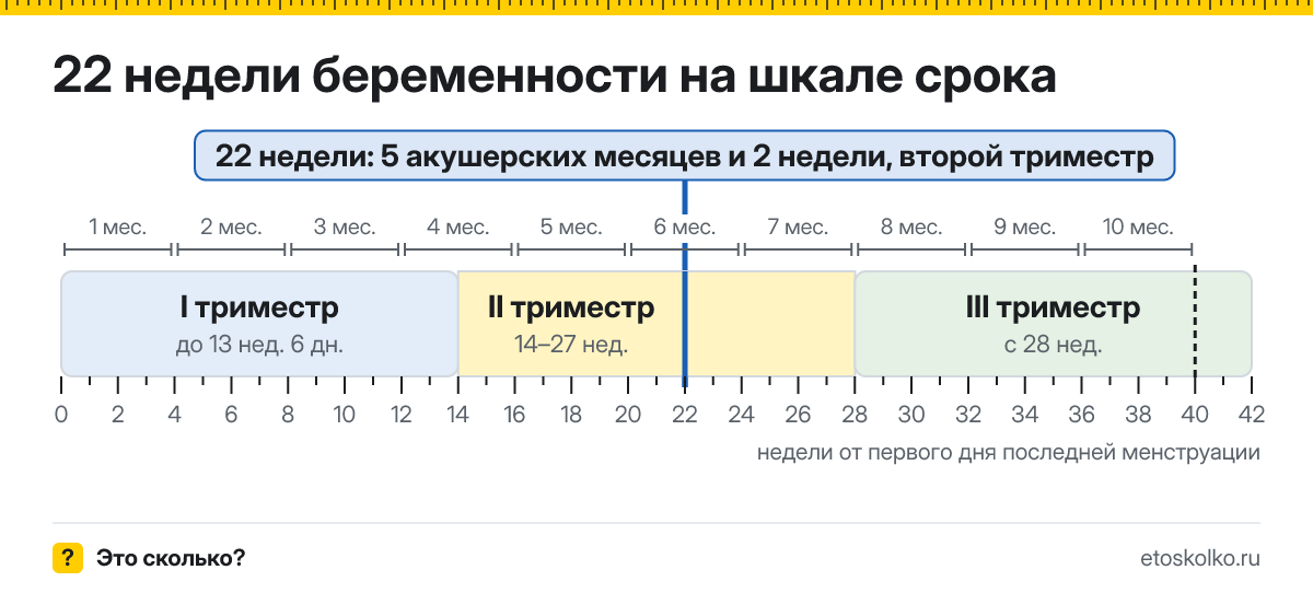 22 недели беременности это сколько месяцев и какой триместр