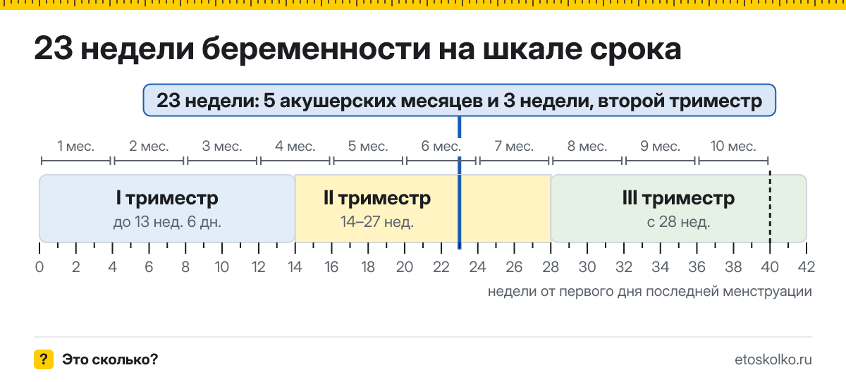 23 недели беременности это сколько месяцев и какой триместр