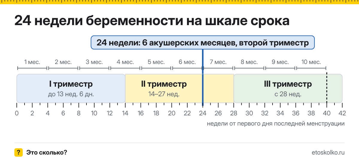 24 недели беременности это сколько месяцев и какой триместр