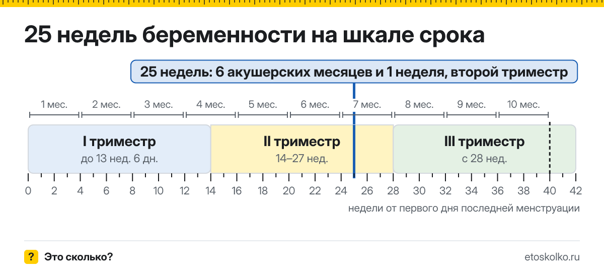 25 недель беременности это сколько месяцев и какой триместр