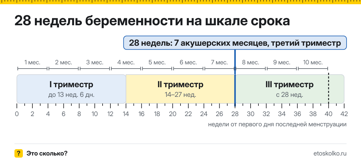 28 недель беременности это сколько месяцев и какой триместр