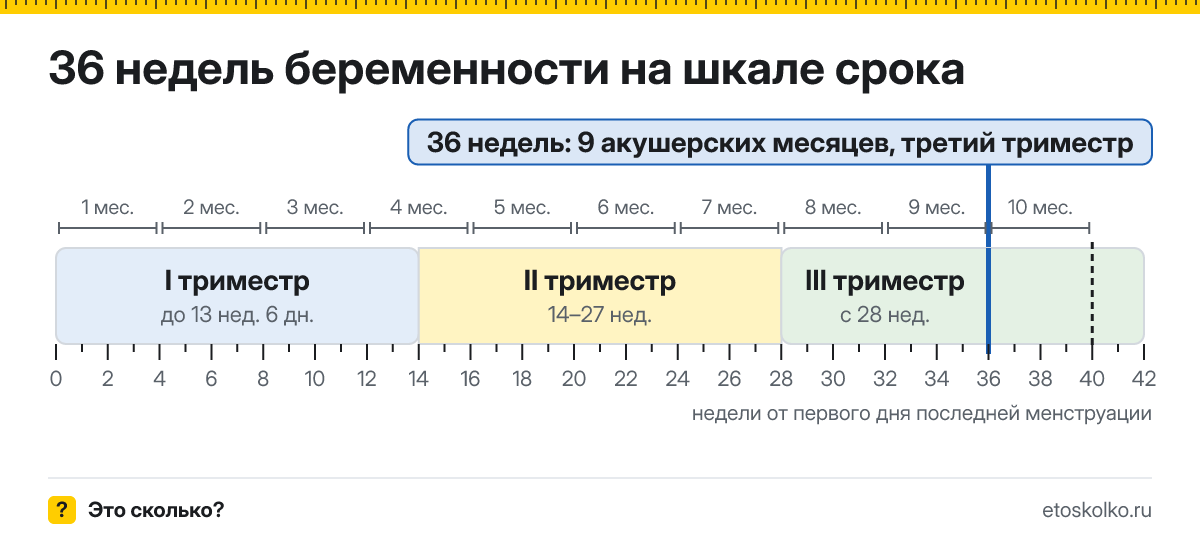 36 недель беременности это сколько месяцев и какой триместр