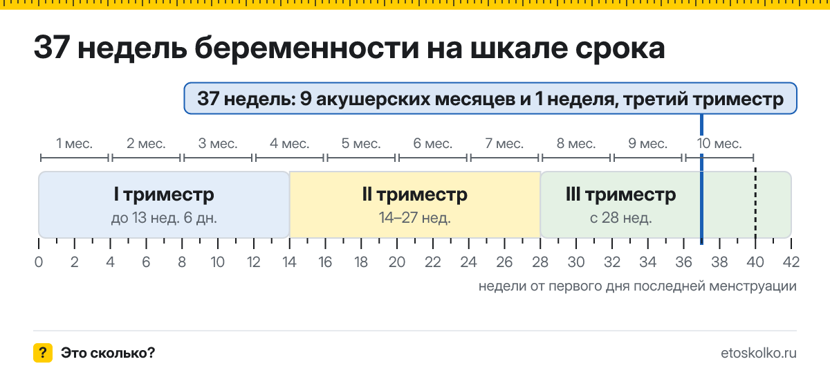 37 недель беременности это сколько месяцев и какой триместр