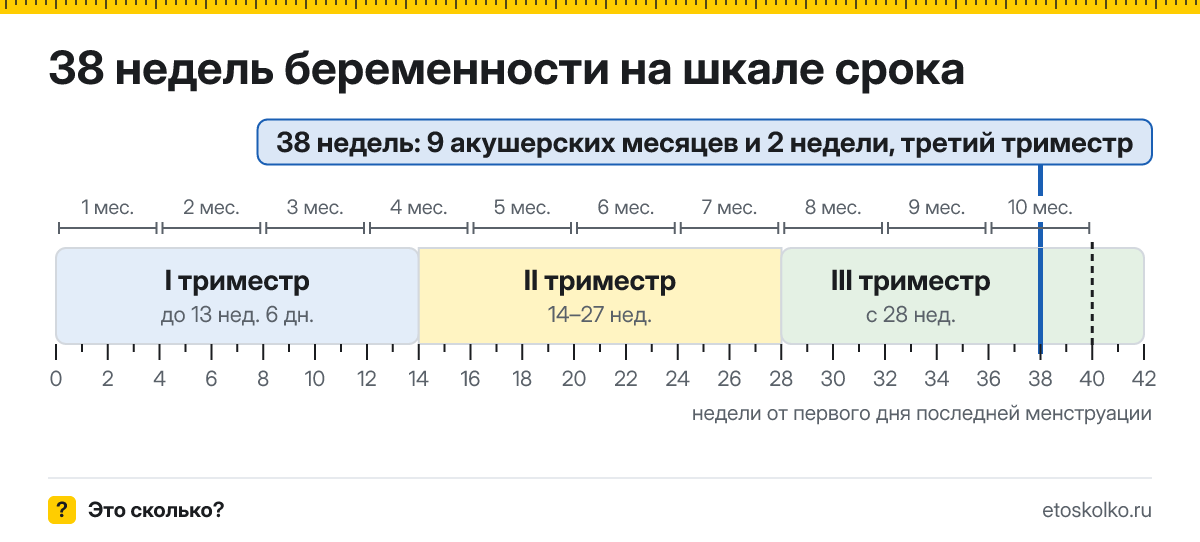 38 недель беременности это сколько месяцев и какой триместр