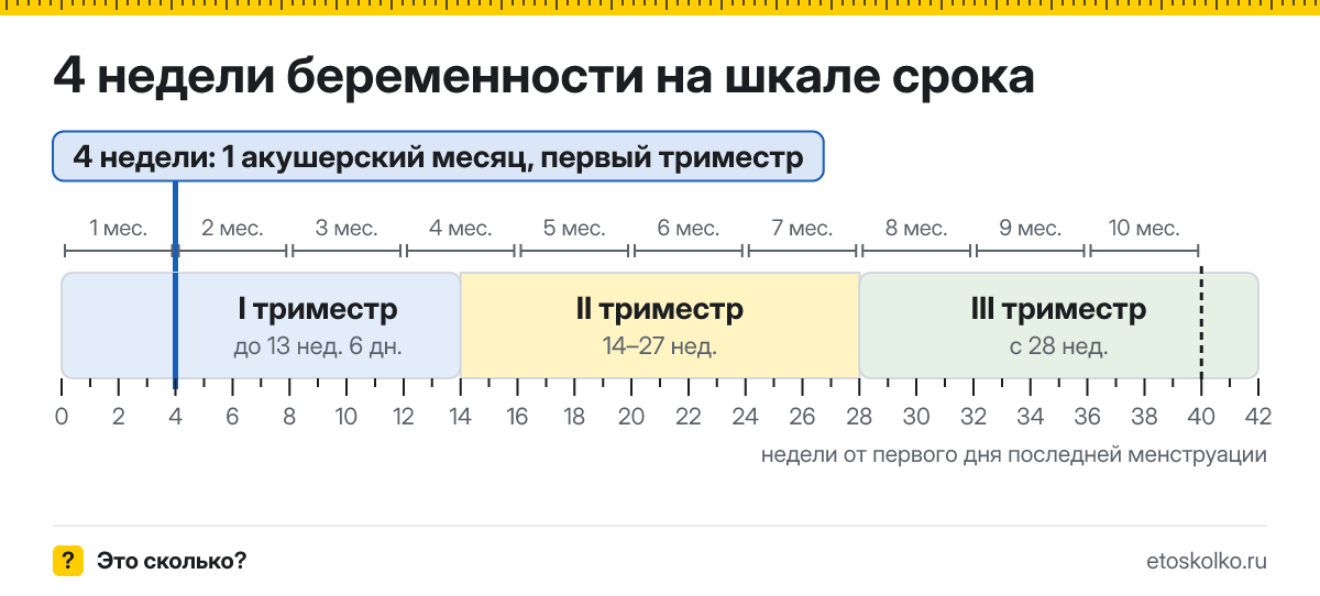 4 недели беременности это сколько месяцев и какой триместр