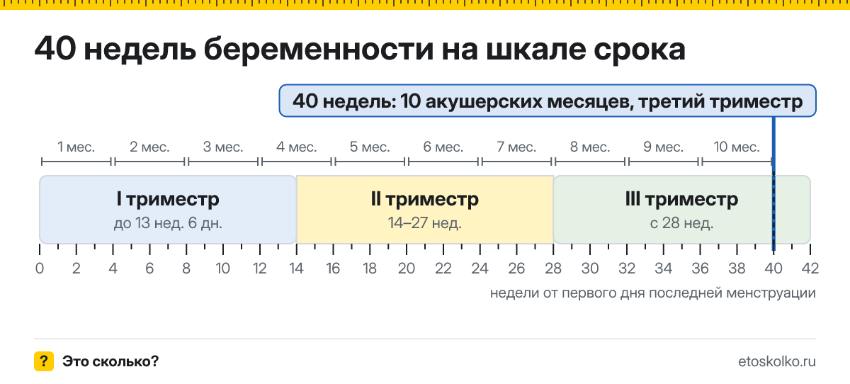 40 недель беременности это сколько месяцев и какой триместр