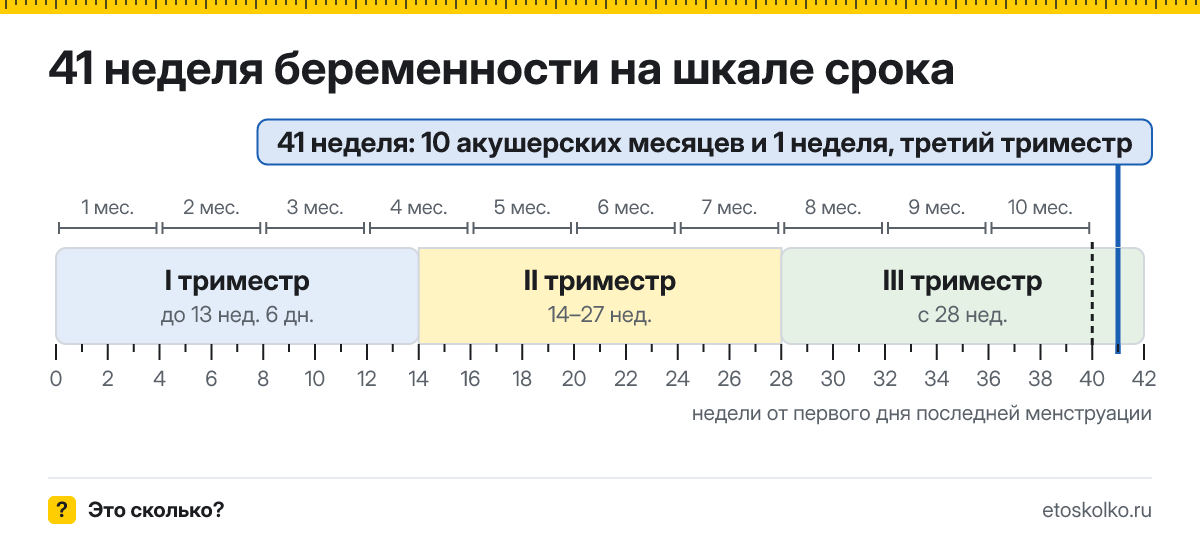 41 неделя беременности это сколько месяцев и какой триместр