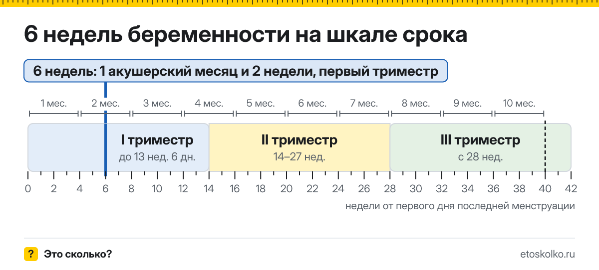 6 недель беременности это сколько месяцев и какой триместр