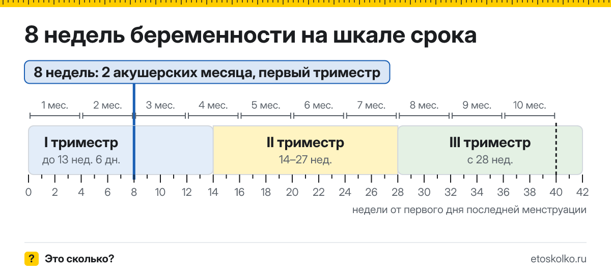 8 недель беременности это сколько месяцев и какой триместр