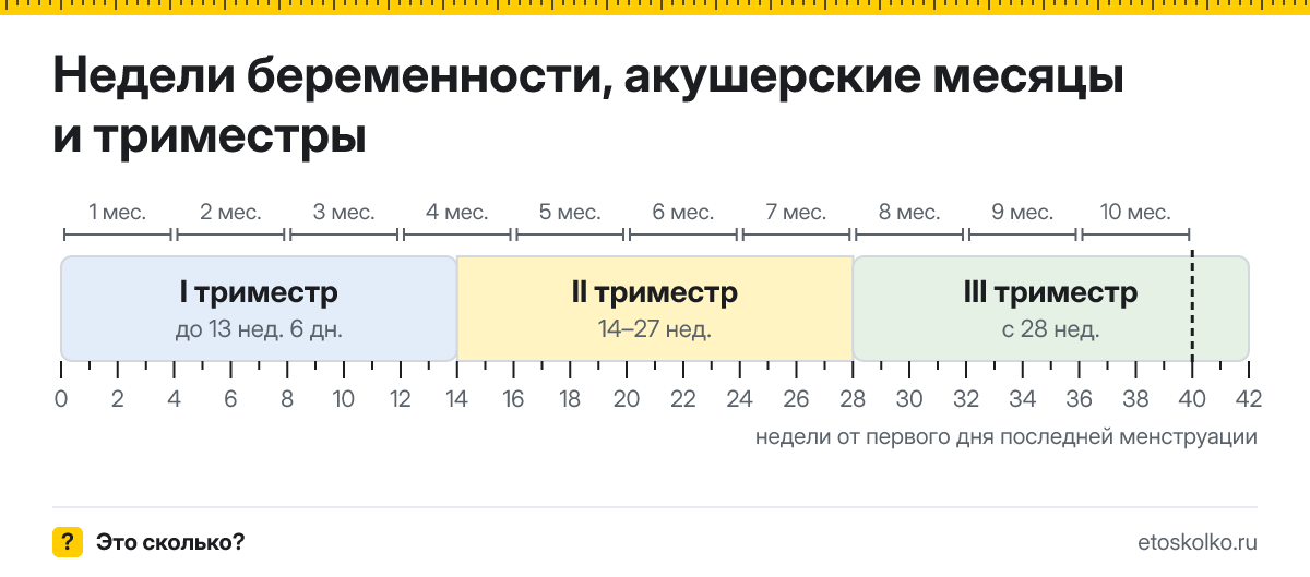 Шкала недель беременности от 0 до 42 с триместрами и акушерскими месяцами