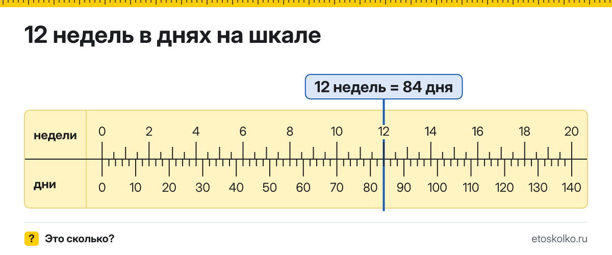 12 недель это сколько дней и как посчитать