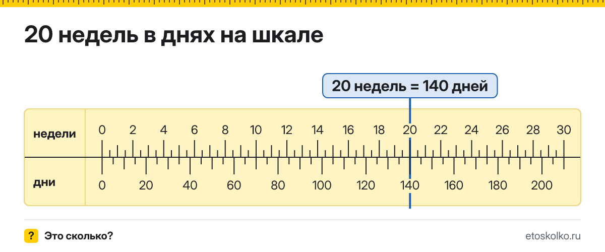 20 недель это сколько дней и как посчитать