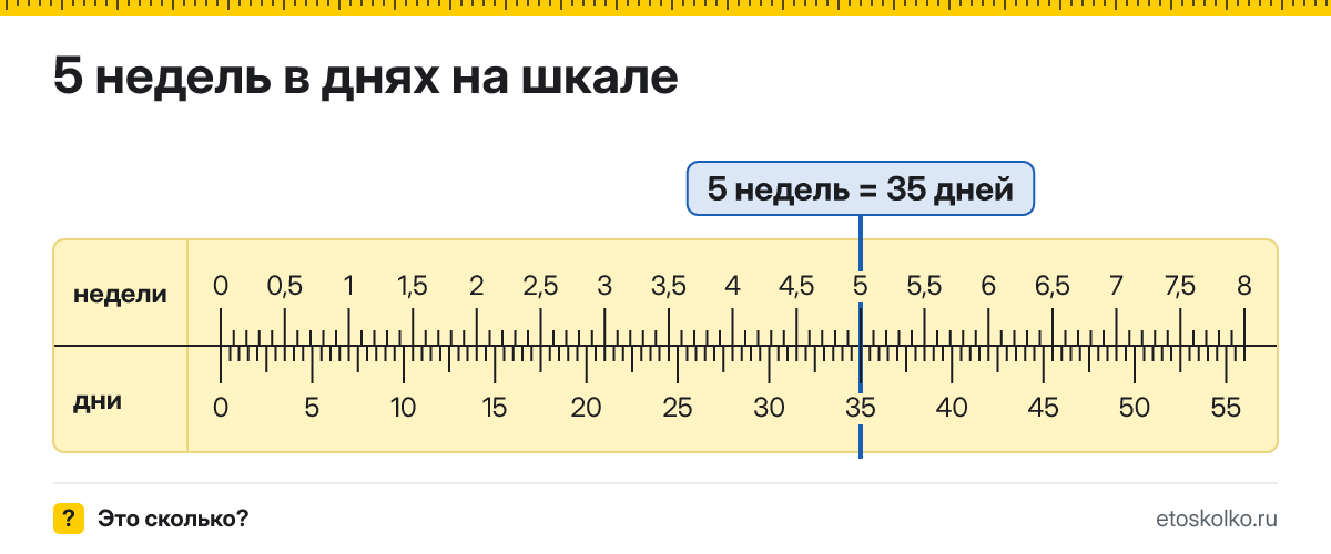 5 недель это сколько дней и как посчитать